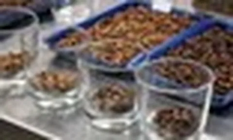 Cà phê decaf có thực sự tốt hơn cà phê thường? Chuyên gia đưa ra câu trả lời