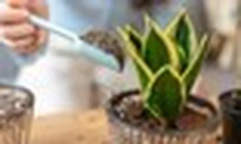 Chuyên gia phong thủy: Đây là 6 vị trí tốt nhất để đặt cây lưỡi hổ trong nhà
