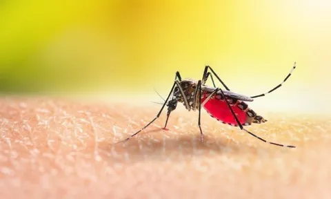 2 nhân viên sân bay tử vong sau khi bị muỗi đốt