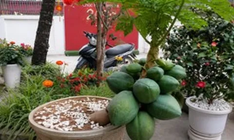 5 lý do nên trồng một cây đu đủ trong nhà