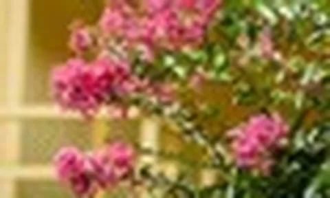 7 loại cây tuyệt đối không nên cắt tỉa trong tháng 9