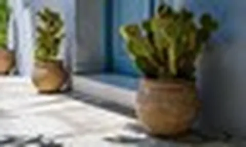 5 lý do vì sao người xưa khuyên chớ trồng cây xương rồng trong nhà