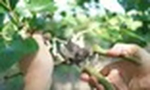 5 loại cây không nên cắt tỉa vào tháng 9: Số 2 nhiều người vẫn vô tình cắt nhầm