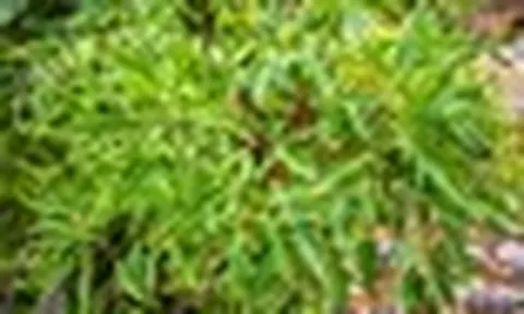 Lời khuyên đến tất cả các gia đình đang trồng cây đinh lăng