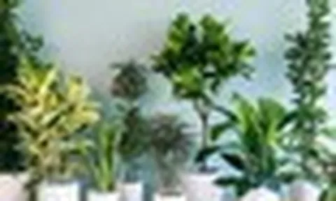 5 lời khuyên cho những gia đình trồng cây trong nhà