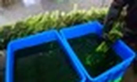 Thủ đoạn nhuộm xanh rau tươi bằng hóa chất gây xôn xao ở Trung Quốc