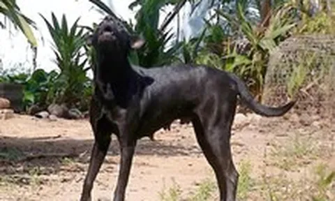 Bị chó nhà cắn, xét nghiệm ra dương tính với vi rút dại