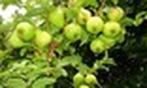 Lời khuyên đến tất cả các gia đình đang trồng cây ổi để ăn