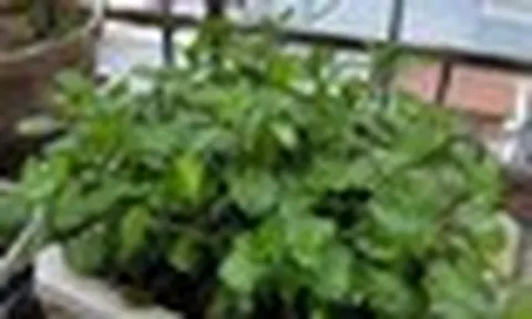 Lời khuyên đến tất cả các gia đình đang trồng cây bạc hà
