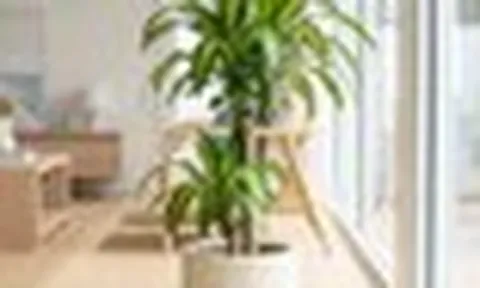 Lời khuyên đến tất cả các gia đình đang trồng cây thiết mộc lan
