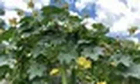 Lời khuyên đến tất cả những gia đình đang trồng cây mướp lấy quả!