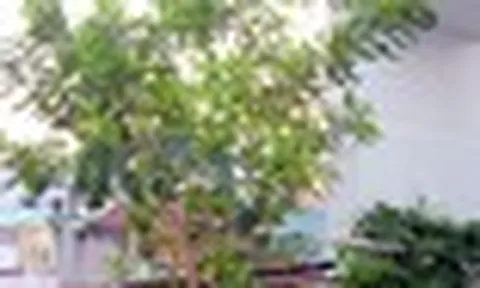 4 lý do vì sao nên trồng 1 cây lá vối trong nhà