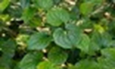 Lời khuyên đến tất cả các gia đình đang trồng cây lá lốt