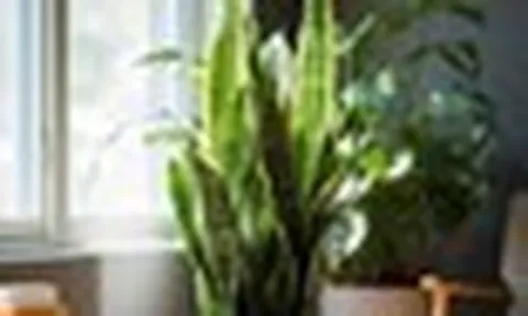 Điều gì xảy ra khi đặt 1 cây lưỡi hổ trong phòng ngủ?