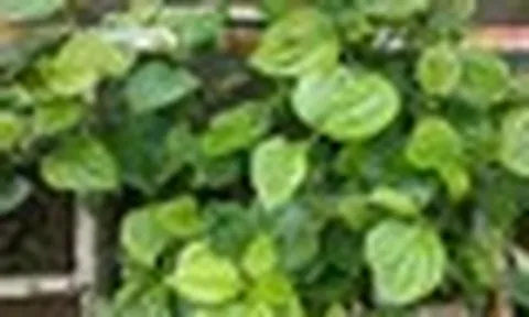 4 lý do vì sao gia đình nào cũng nên trồng 1 bụi cây lá lốt trong nhà
