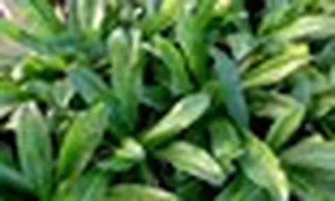 Lời khuyên đến tất cả các gia đình đang trồng cây mùi tàu