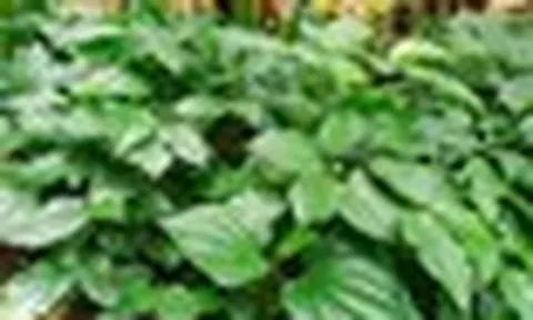 Việt Nam có 3 loại cây hỗ trợ giảm đau nhức xương khớp, mọc um tùm quanh nhà không cần chăm sóc nhiều