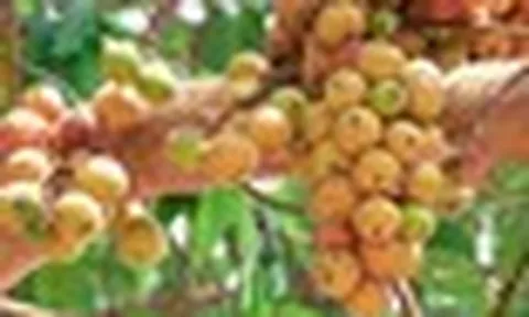 5 lý do vì sao gia đình nào cũng nên trồng 1 cây sung trước cửa nhà