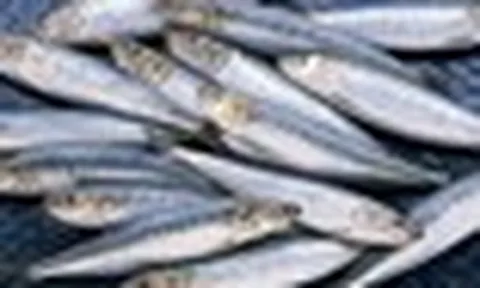 Loại cá được chuyên gia Mỹ đánh giá "tốt hơn" cá hồi: Chợ Việt bán giá rẻ bèo