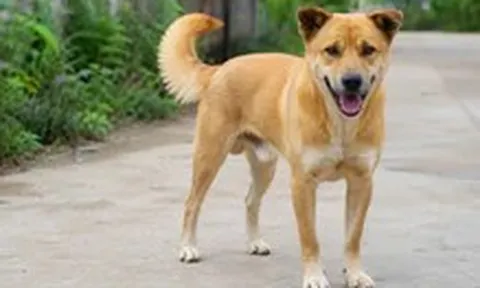 6 người ở Vĩnh Long tử vong do chó cắn, phát hiện 4 ổ dịch dại