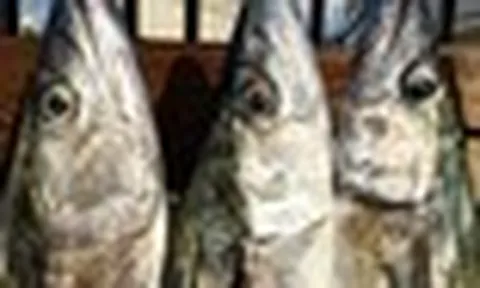 8 loại cá chứa nhiều thủy ngân