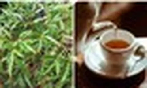 Lá đinh lăng nấu nước uống có tác dụng gì?