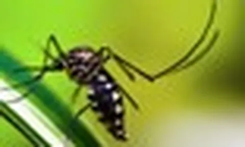 3 lời khuyên giúp đuổi muỗi hiệu quả