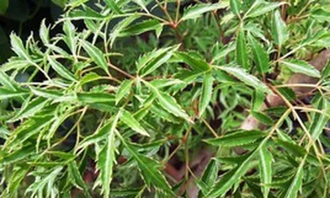 6 lý do nên trồng cây đinh lăng