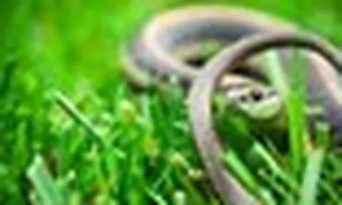 Rắn rất "thích" những sân vườn có 10 đặc điểm này: Có 1 cũng cần thay đổi ngay