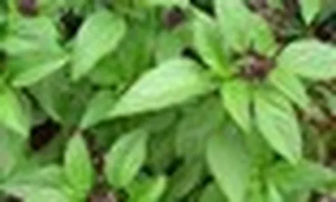 5 lý do nên trồng cây húng quế trong nhà