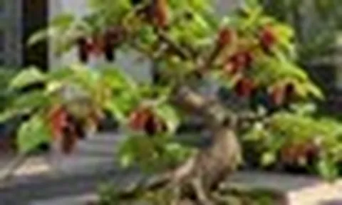 Vì sao người xưa kiêng cây dâu tằm, nhưng ngày nay nhiều người lại đưa vào nhà làm bonsai?