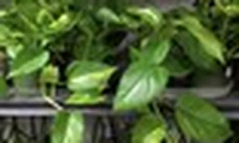 4 lời khuyên cho những gia đình đang trồng cây trầu bà trong nhà