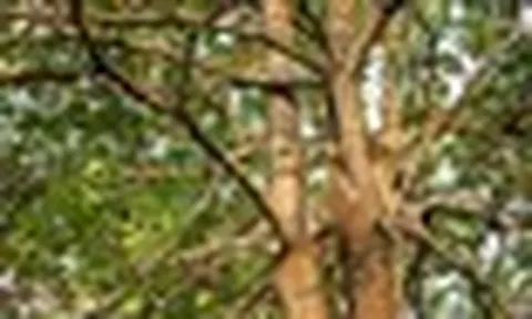 Hầu hết chúng ta không biết điều quý giá này của cây hoa sữa
