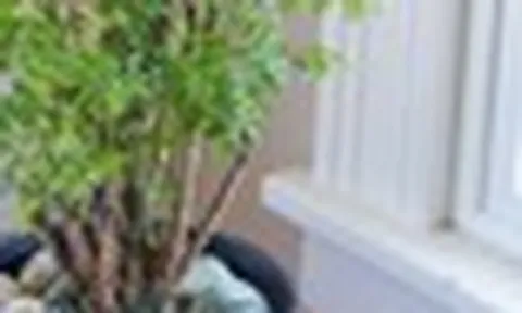 Vì sao nhiều gia đình trồng 1 cây đinh lăng trước nhà? Hóa ra không chỉ để lấy lá ăn