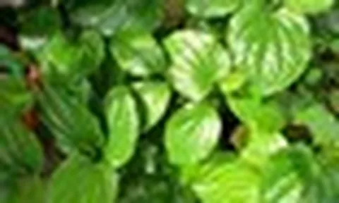 4 lời khuyên dành cho những gia đình đang trồng cây lá lốt