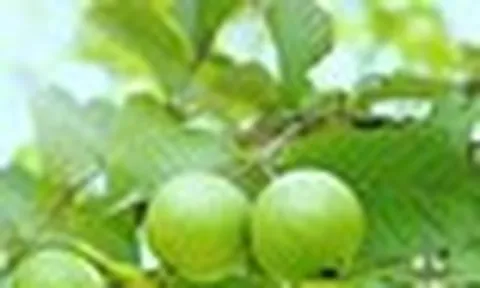 Vì sao nhiều gia đình trồng cây ổi trong sân? Hóa ra không chỉ để lấy quả
