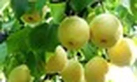 9 loại quả "lọc" mỡ máu tốt bậc nhất đang bán đầy chợ Việt, ăn đều sẽ giảm huyết áp, cholesterol và nguy cơ mắc bệnh tim mạch