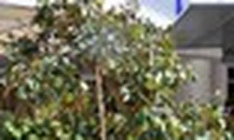 Vì sao nhiều gia đình thích trồng cây vú sữa trong sân nhà? Hóa ra không chỉ để lấy quả