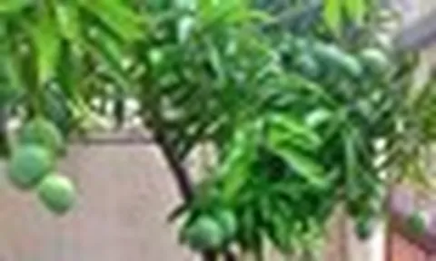 3 loại cây ăn quả chớ trồng sát nhà