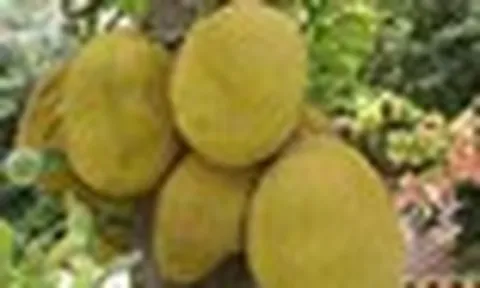 Nhiều gia đình trồng mít trong sân vườn, hóa ra không chỉ để lấy quả