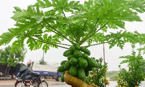 Nhiều gia đình trồng đu đủ trong sân vườn, hóa ra không chỉ để lấy quả