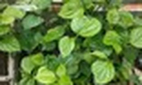 Tin vui cho những người đang trồng lá lốt