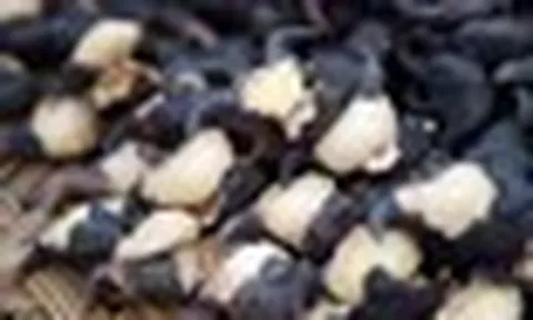 Vào mùa thu, đừng chỉ ăn củ sen, đây mới là "kho báu dinh dưỡng" quen thuộc của người Việt