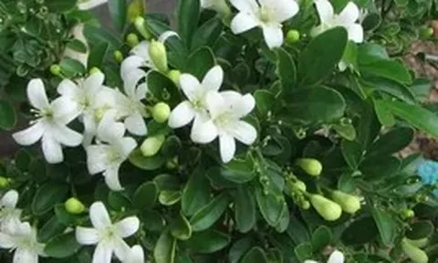 Ngày càng nhiều gia đình trồng nguyệt quế trước nhà, hóa ra không chỉ để làm cảnh