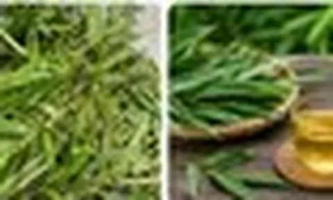 Bài thuốc chữa bệnh từ lá tre