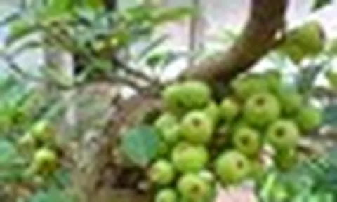 Nhiều gia đình trồng cây sung trong nhà, hóa ra không phải chỉ để lấy quả hay làm cảnh