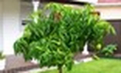 Nhiều gia đình trồng xoài trong sân vườn: Hóa ra không chỉ để lấy quả