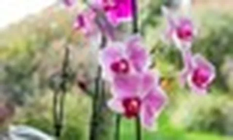 Hoa lan "rất thích" được bón thứ này vào mùa thu: Nhà nào cũng có sẵn!