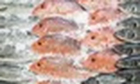 7 loại cá có hàm lượng thủy ngân thuộc hàng cao nhất: Thích đến mấy cũng phải dè chừng