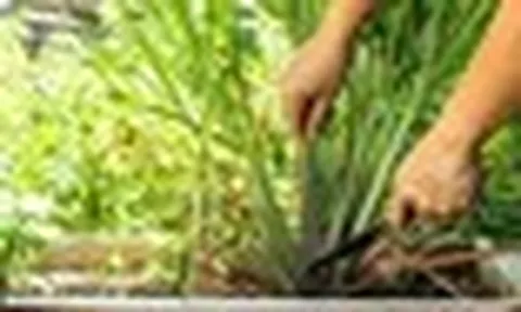 Ngày càng nhiều gia đình trồng sả trong nhà, hóa ra không chỉ để làm gia vị